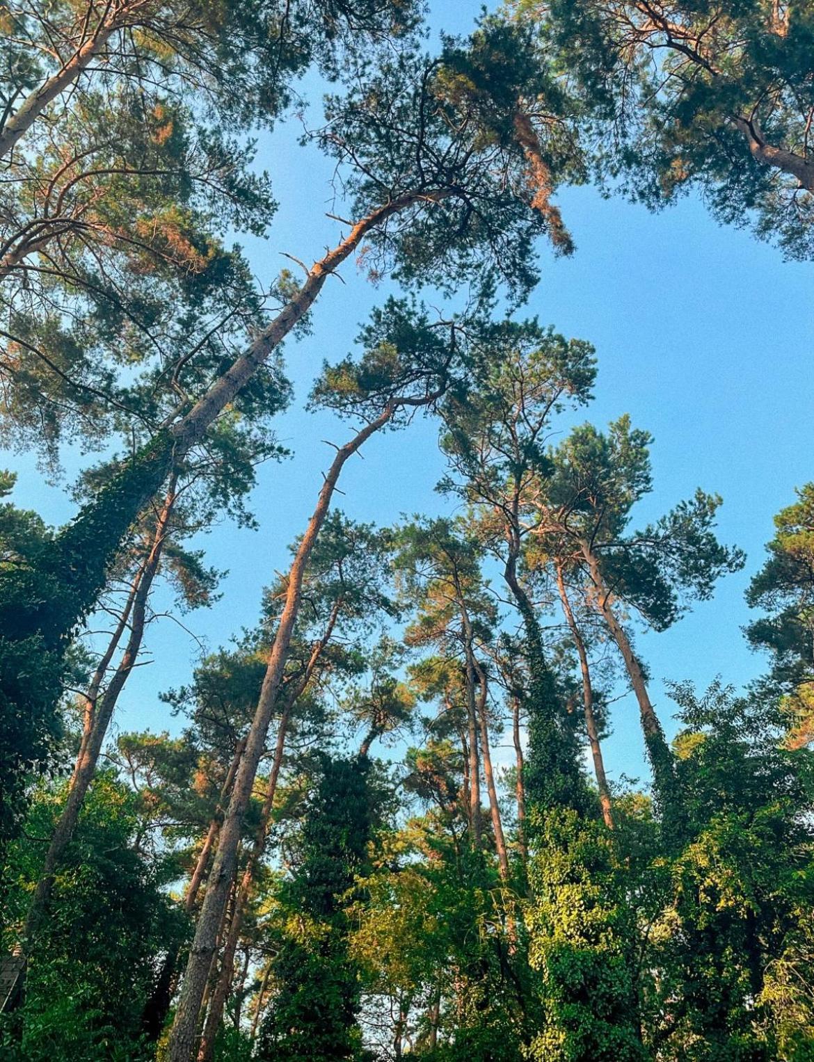 Boshuisje Pinus Sonnevijver Residences Ланакен Екстериор снимка