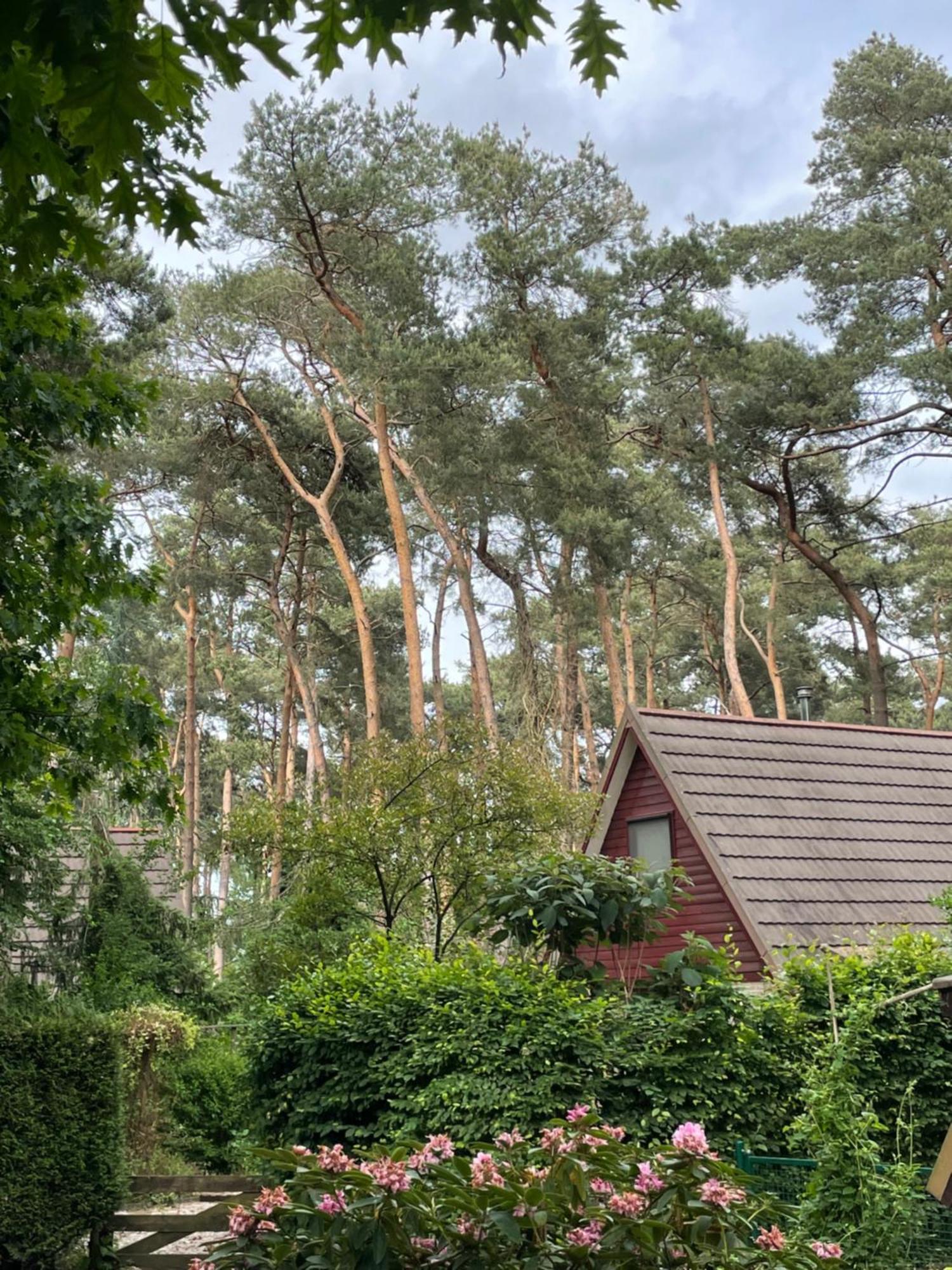 Boshuisje Pinus Sonnevijver Residences Ланакен Екстериор снимка